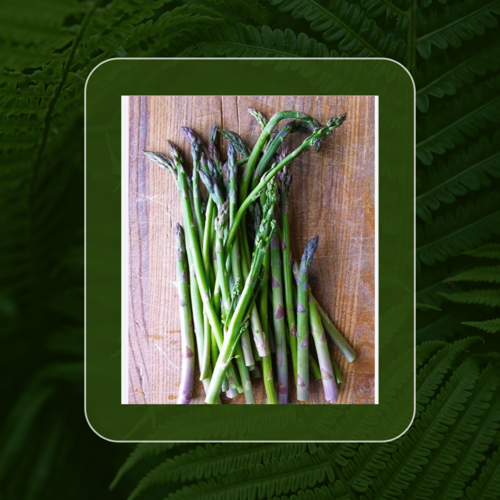 THE GIFT IN “ASPARAGUS” PLANT